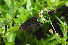 Image of Striped Blue Crow