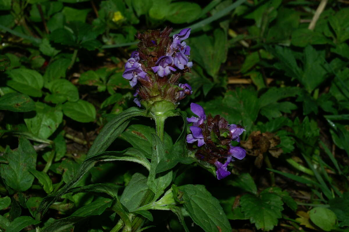 Image of common selfheal