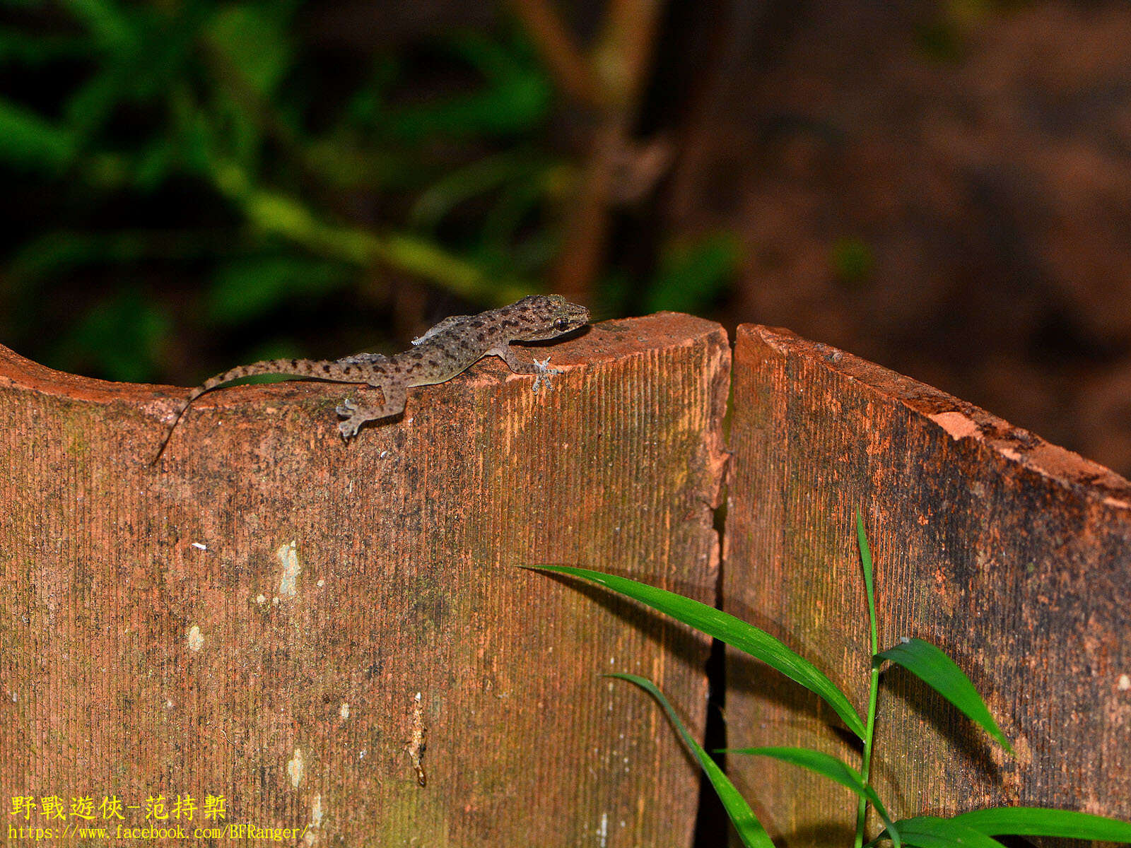 Слика од Hemidactylus parvimaculatus Deraniyagala 1953