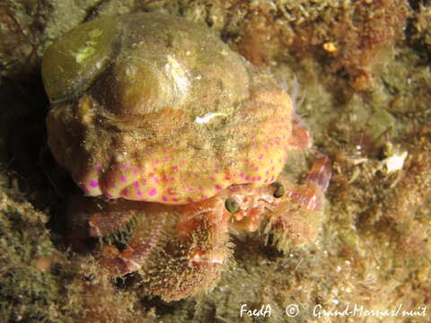 Image of Prideaux's hermit crab