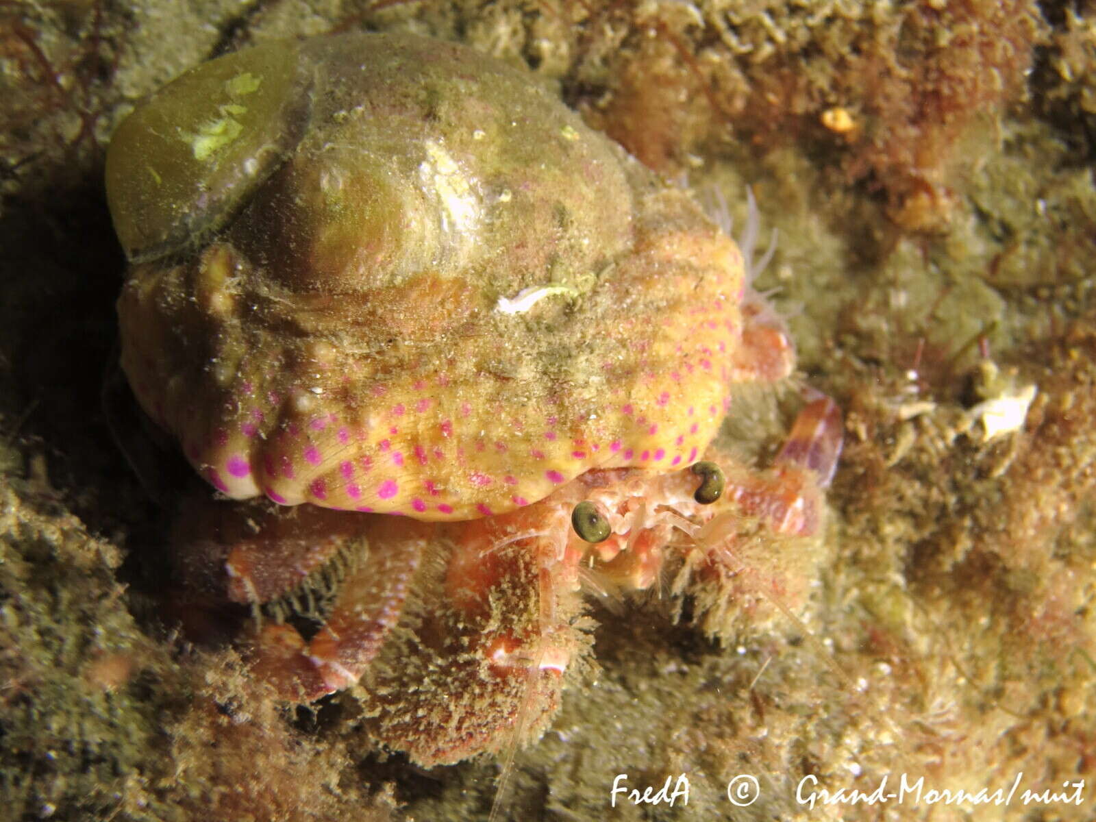 Image of Prideaux's hermit crab