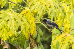 Cyanocorax violaceus Du Bus de Gisignies 1847 resmi