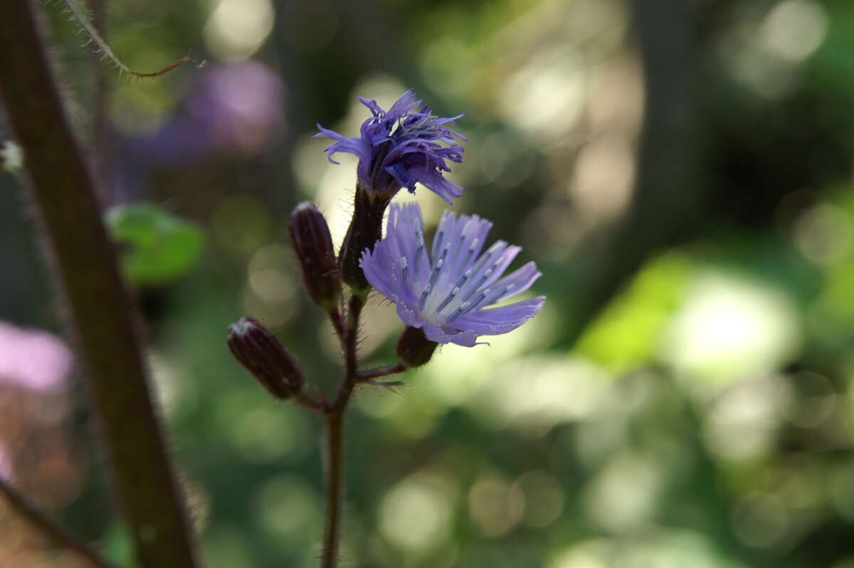 Image de Cicerbita alpina (L.) Wallr.