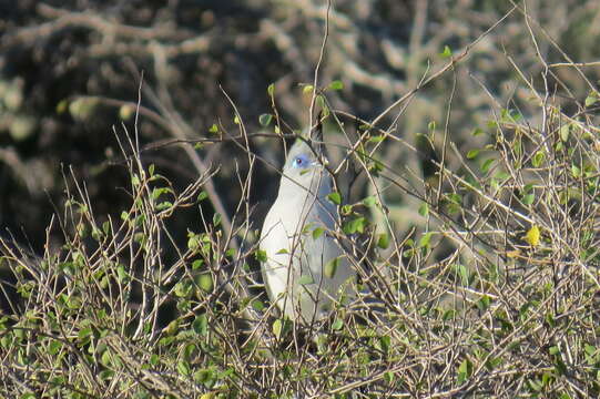 Image of Verreaux's Coua