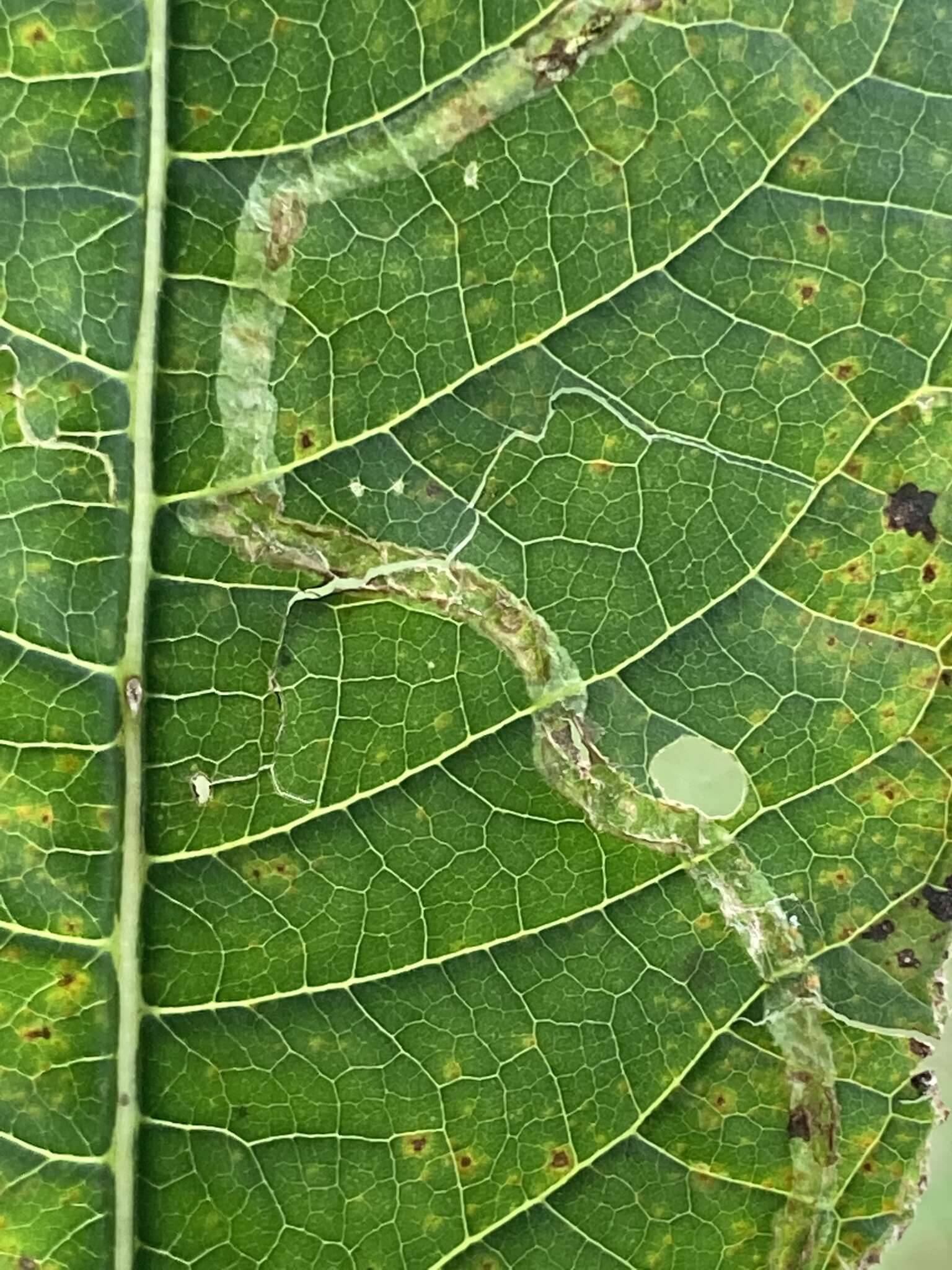 Image of Liriomyza eupatoriella Spencer 1986