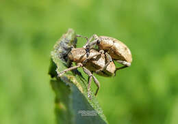 Image of Dock Hyper Weevil
