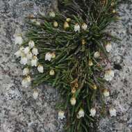 Image of clubmoss cassiope