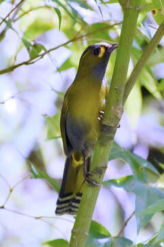 Image of Liocichla Swinhoe 1877