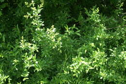 Image of European privet