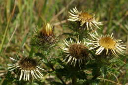 Image of carline thistle