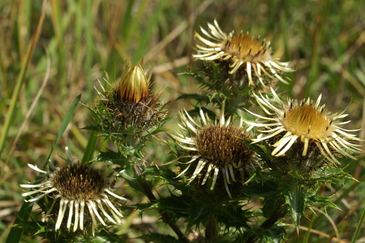 Image of carline thistle