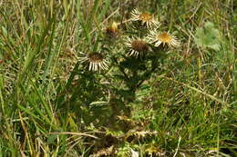 Image of carline thistle