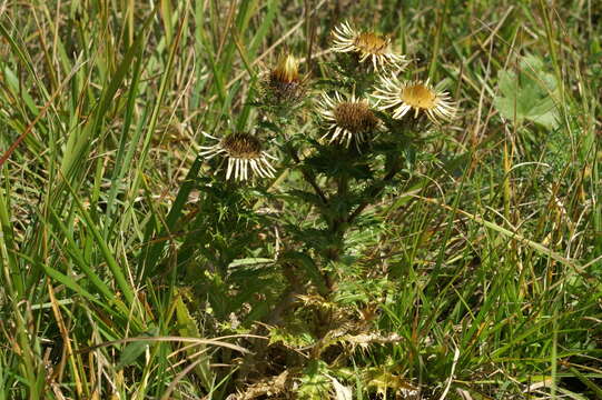 Image of carline thistle