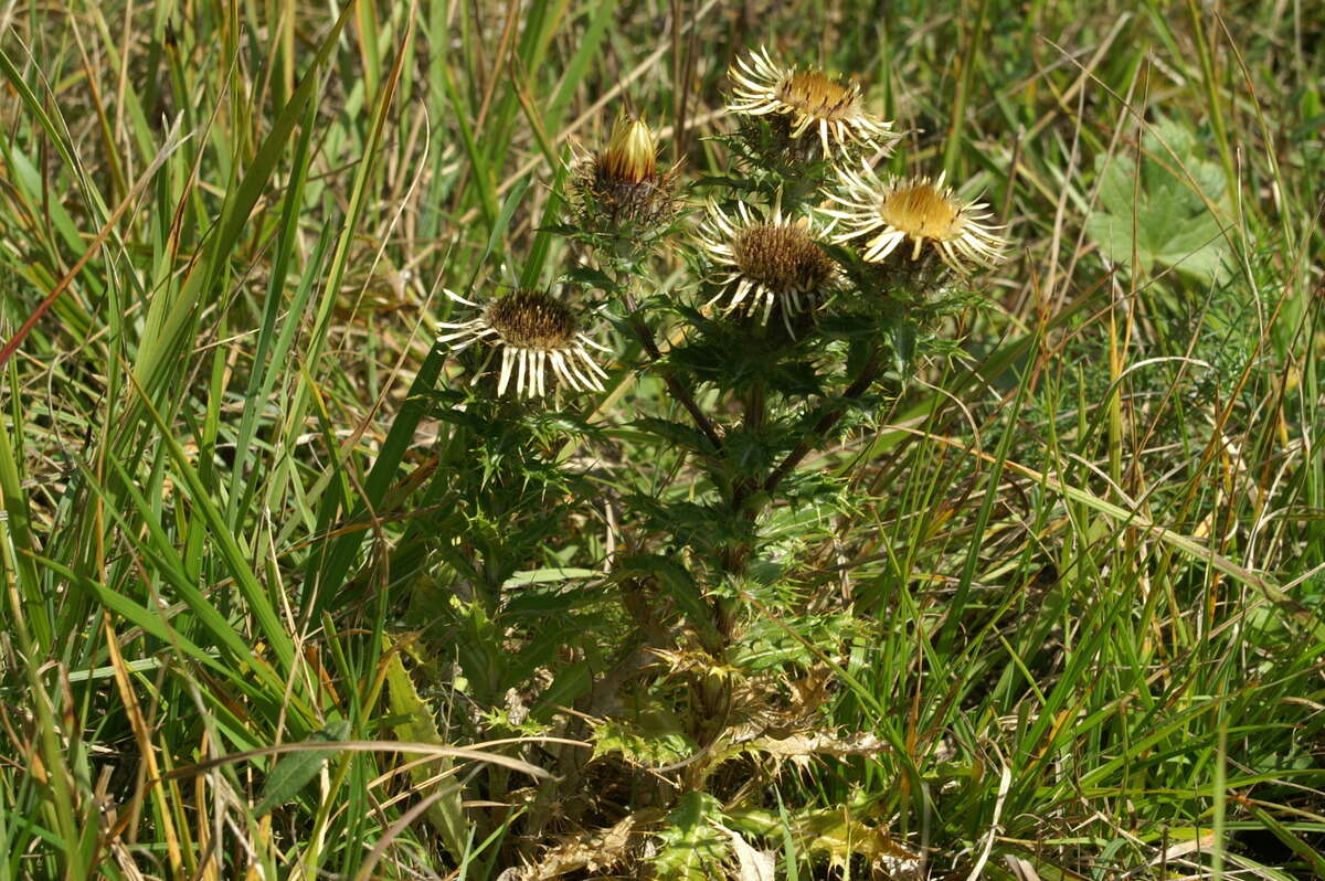 Image of carline thistle