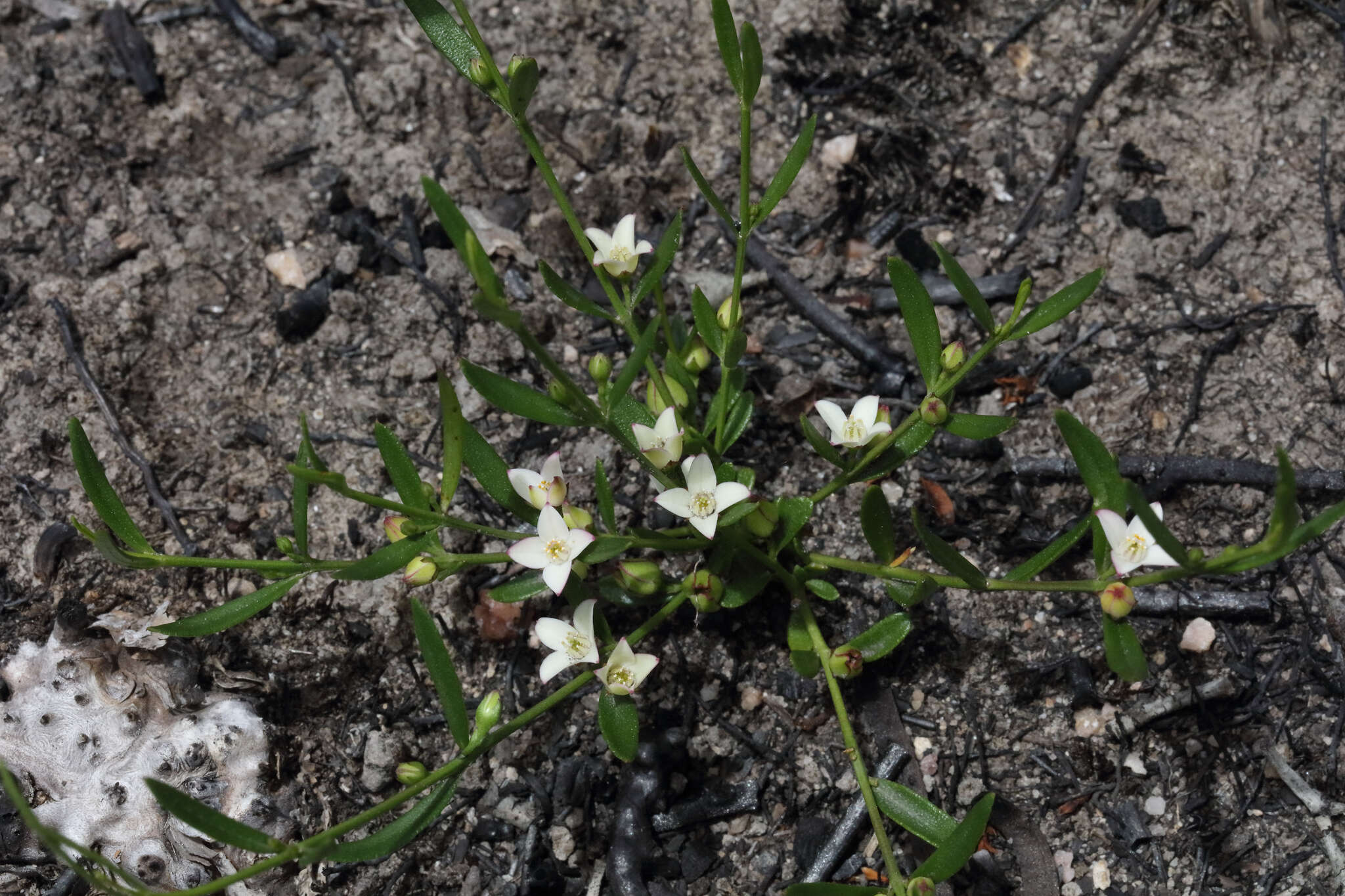 Image de Cyanothamnus polygalifolius