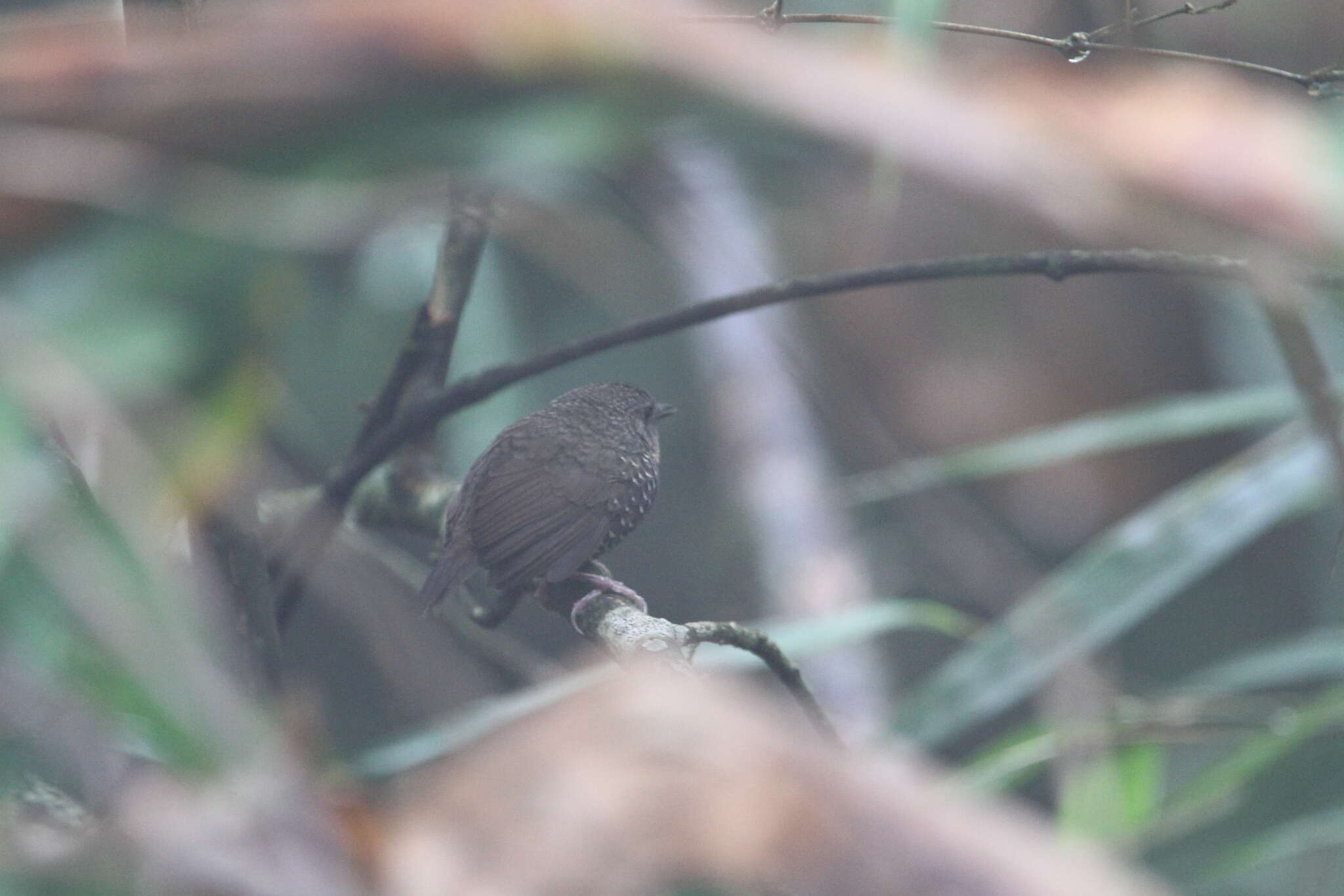 Image of Mishmi Wren-babbler