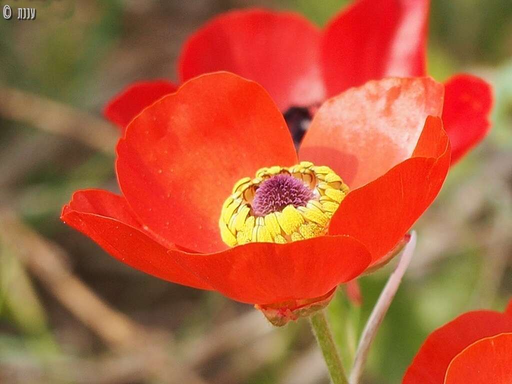 Image of Ranunculus asiaticus