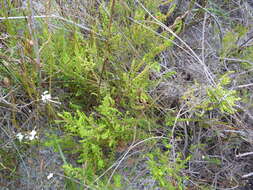 Plancia ëd Erica muscosa (Aiton) E. G. H. Oliver