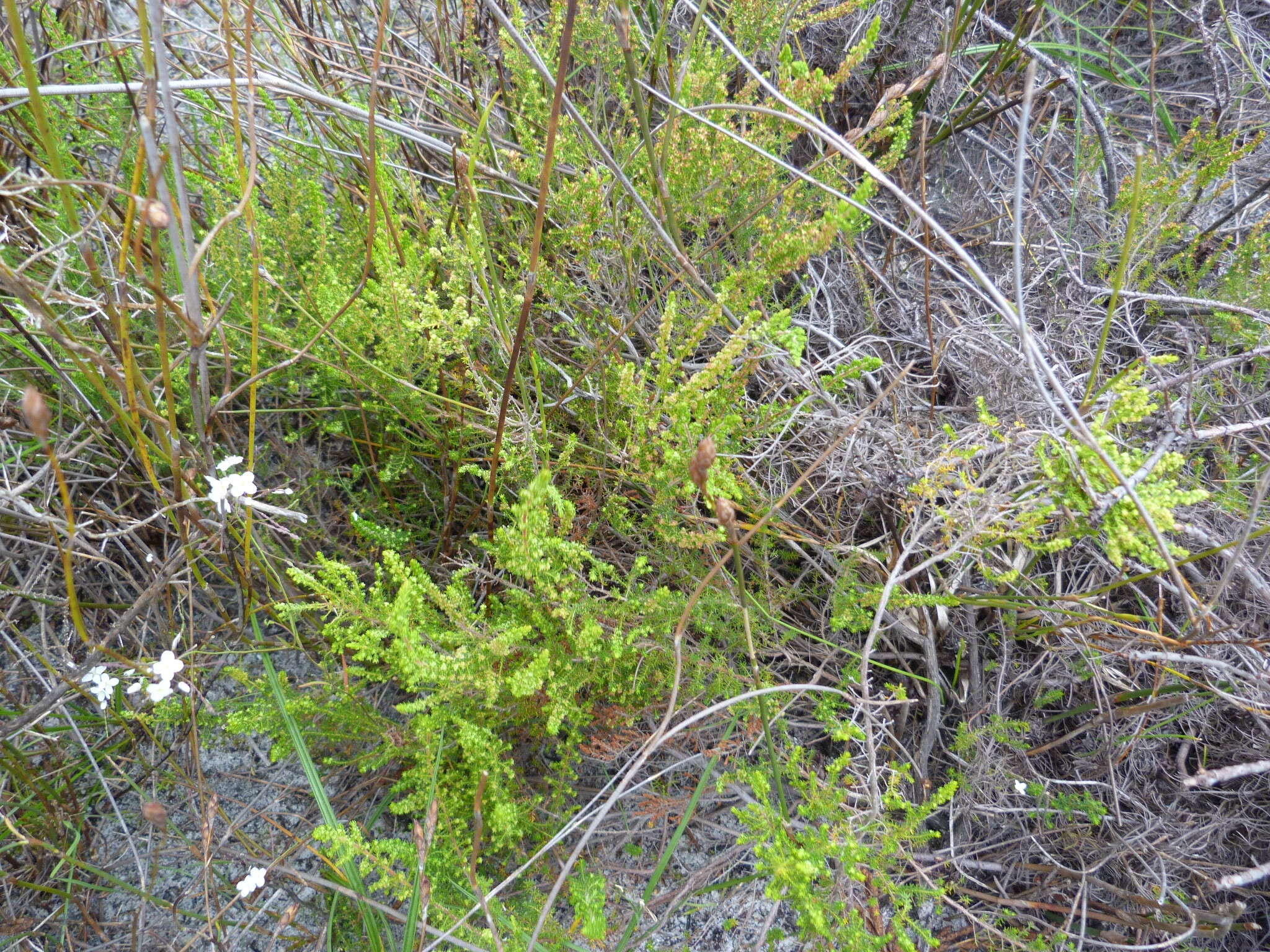 Plancia ëd Erica muscosa (Aiton) E. G. H. Oliver