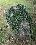 Image of English ivy