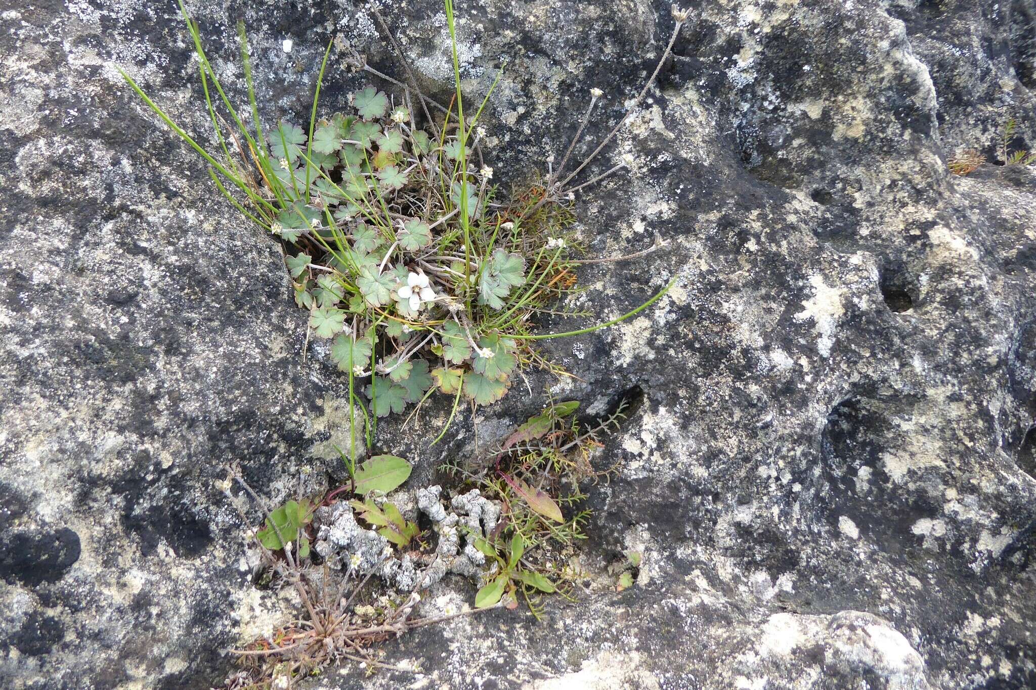 Image of Geranium socolateum