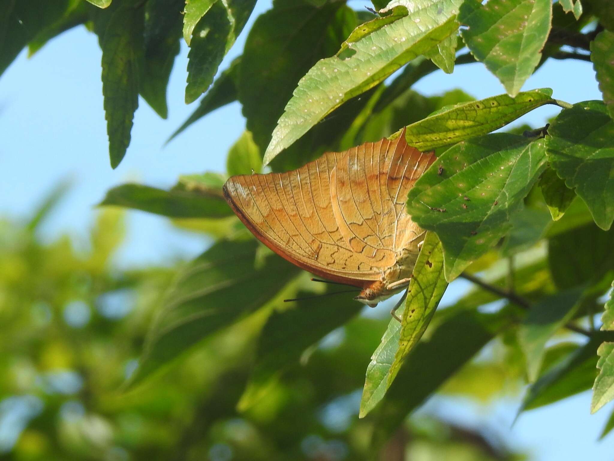 Image of Charaxes marmax Westwood 1848