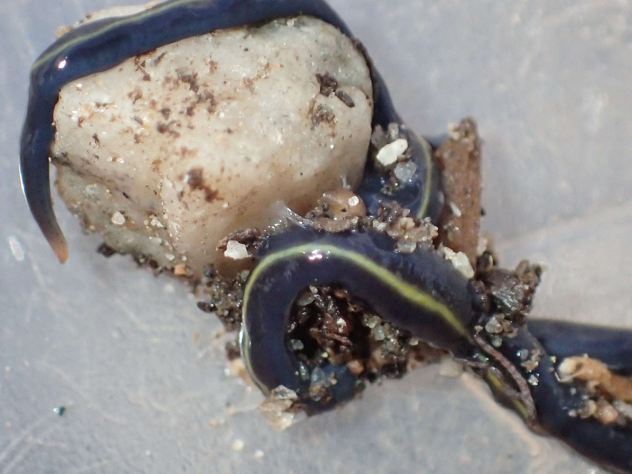 Image of Blue garden flatworm