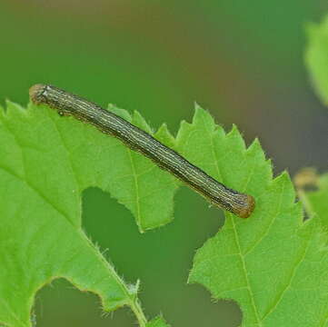 Image of Agriopis aurantiaria (Hübner)