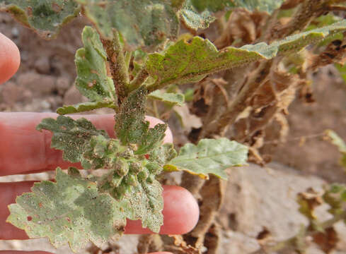 Image of Pinkava's phacelia