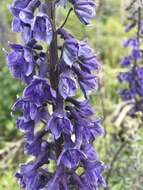 Delphinium andesicola Ewan的圖片