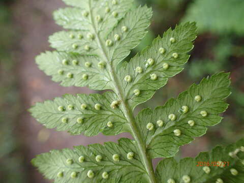 Image of Dryopteris inaequalis (Schltdl.) O. Kuntze