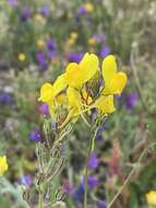 Imagem de Linaria viscosa (L.) Dum.-Courset