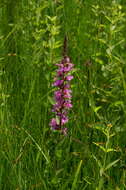 Plancia ëd Lythrum salicaria L.