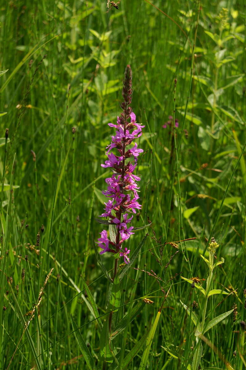 Plancia ëd Lythrum salicaria L.