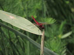 <i>Urothemis signata yiei</i> Asahina 1972 resmi