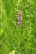 Plancia ëd Lythrum salicaria L.