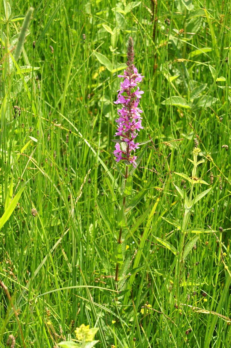 Plancia ëd Lythrum salicaria L.