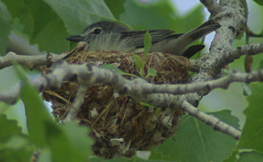 Image of Plumbeous Vireo