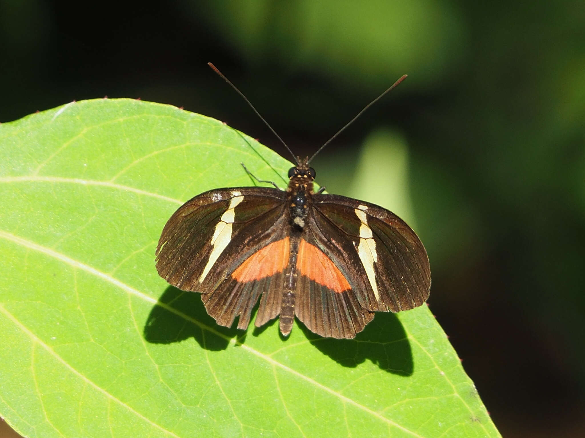 Image of Heliconius clysonymus Latreille 1817