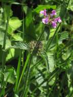 Image of wild basil