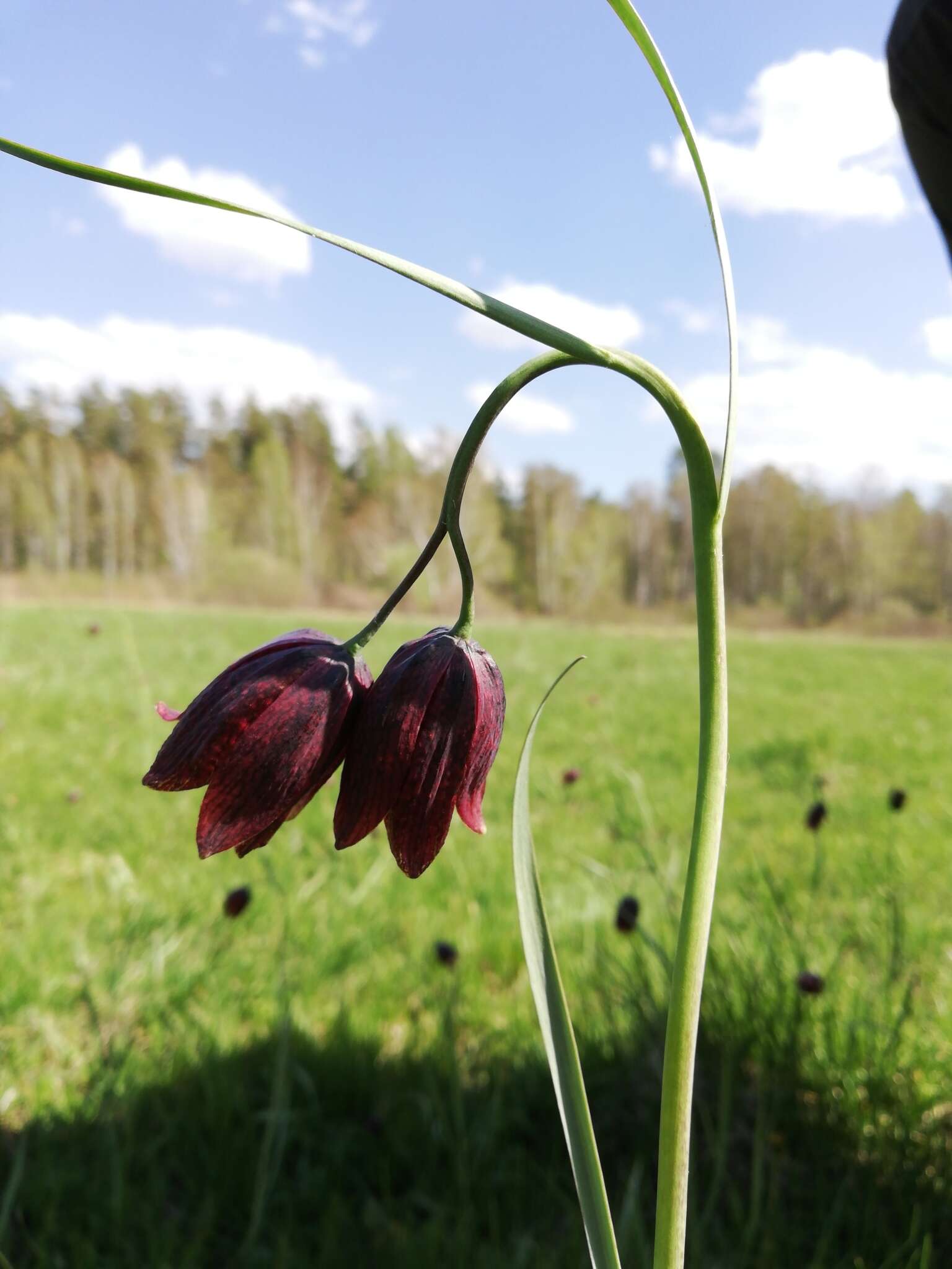 Fritillaria meleagroides Patrin ex Schult. & Schult. fil. resmi