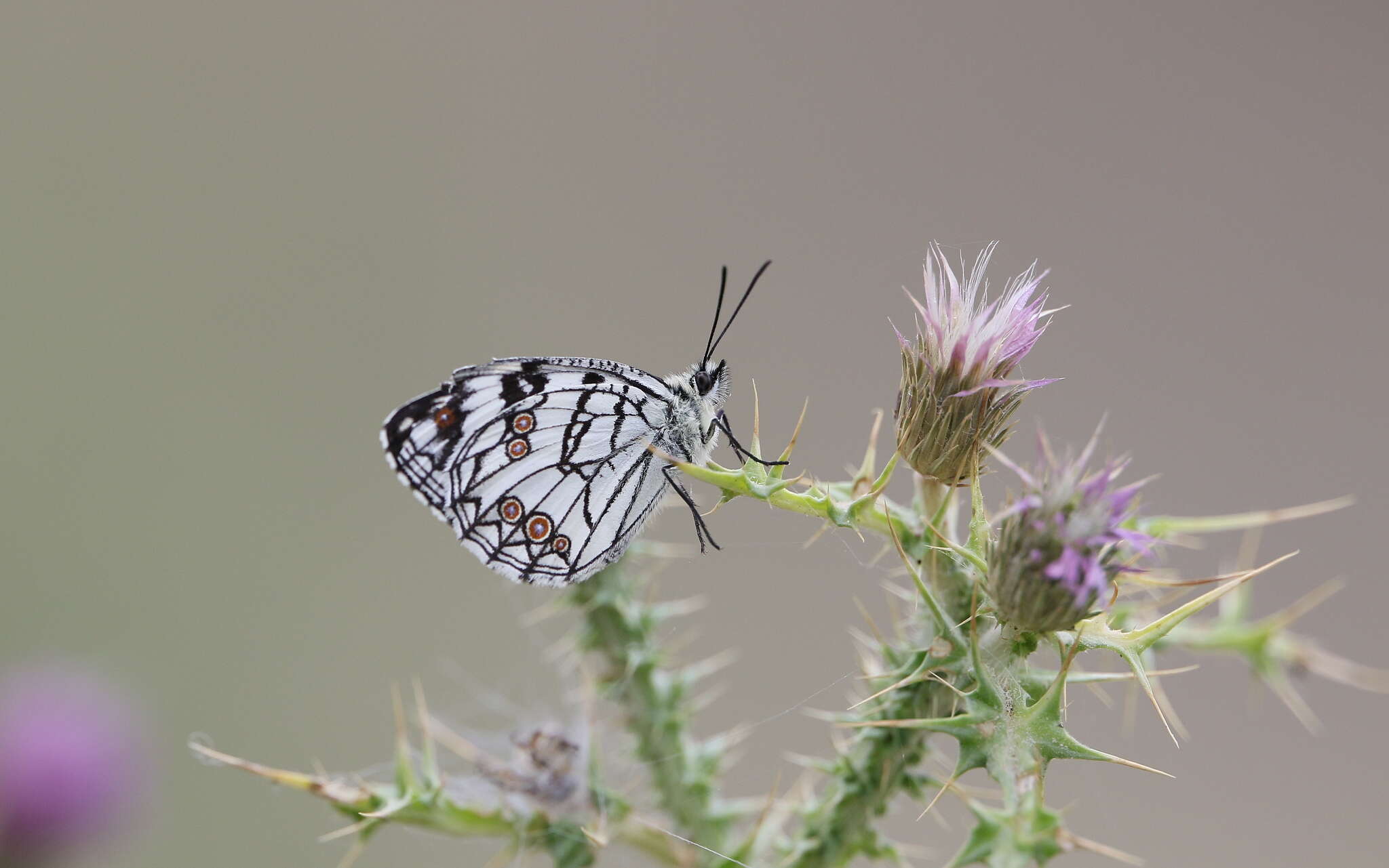 Image of Melanargia ines Hoffmannsegg 1804