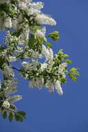 Image of Bird Cherry