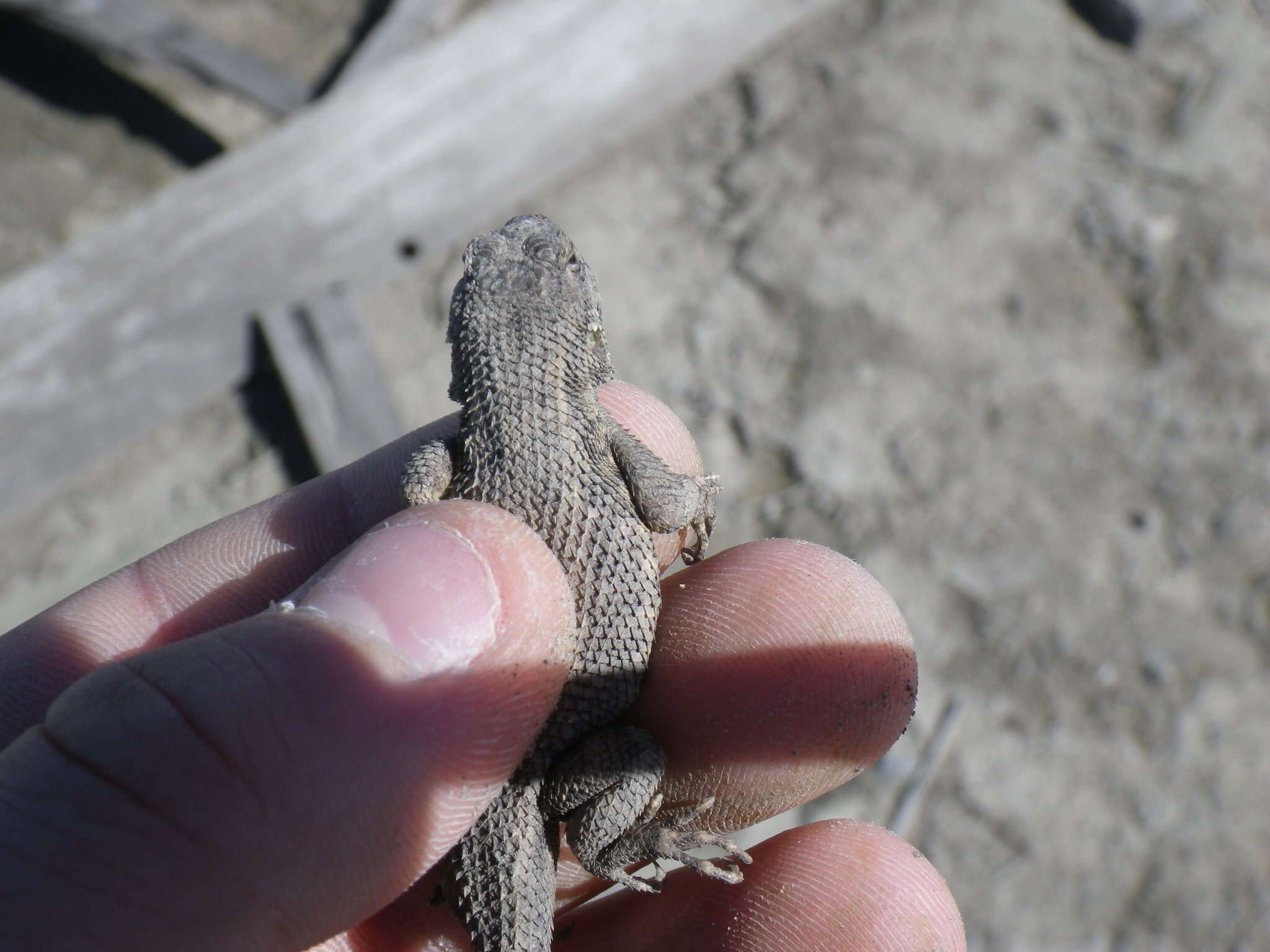 Image of Sceloporus occidentalis occidentalis Baird & Girard 1852