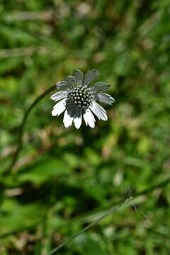 Image of Eryngium scaposum Turcz.