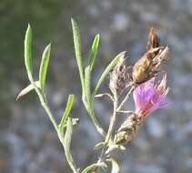 Image of Centaurea aristata Hoffmgg. & Link