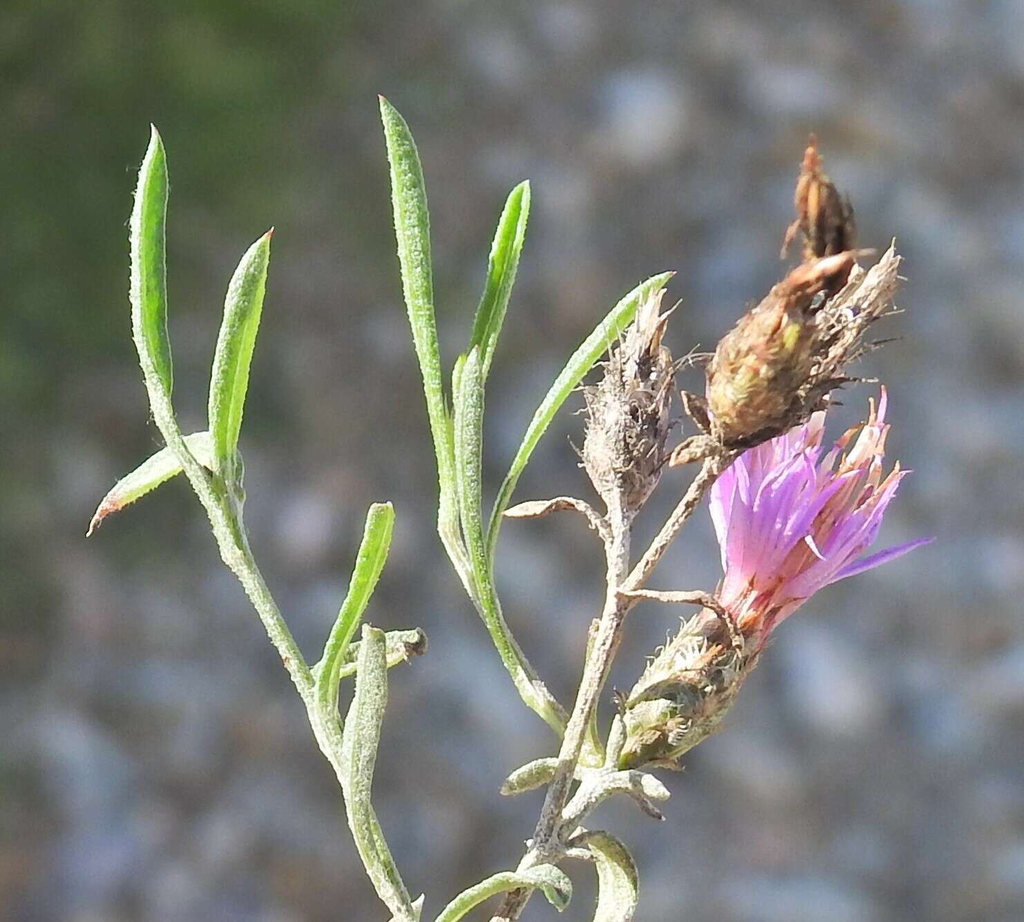 Image of Centaurea aristata Hoffmgg. & Link