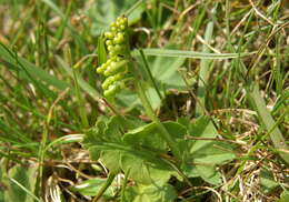 Image of common moonwort