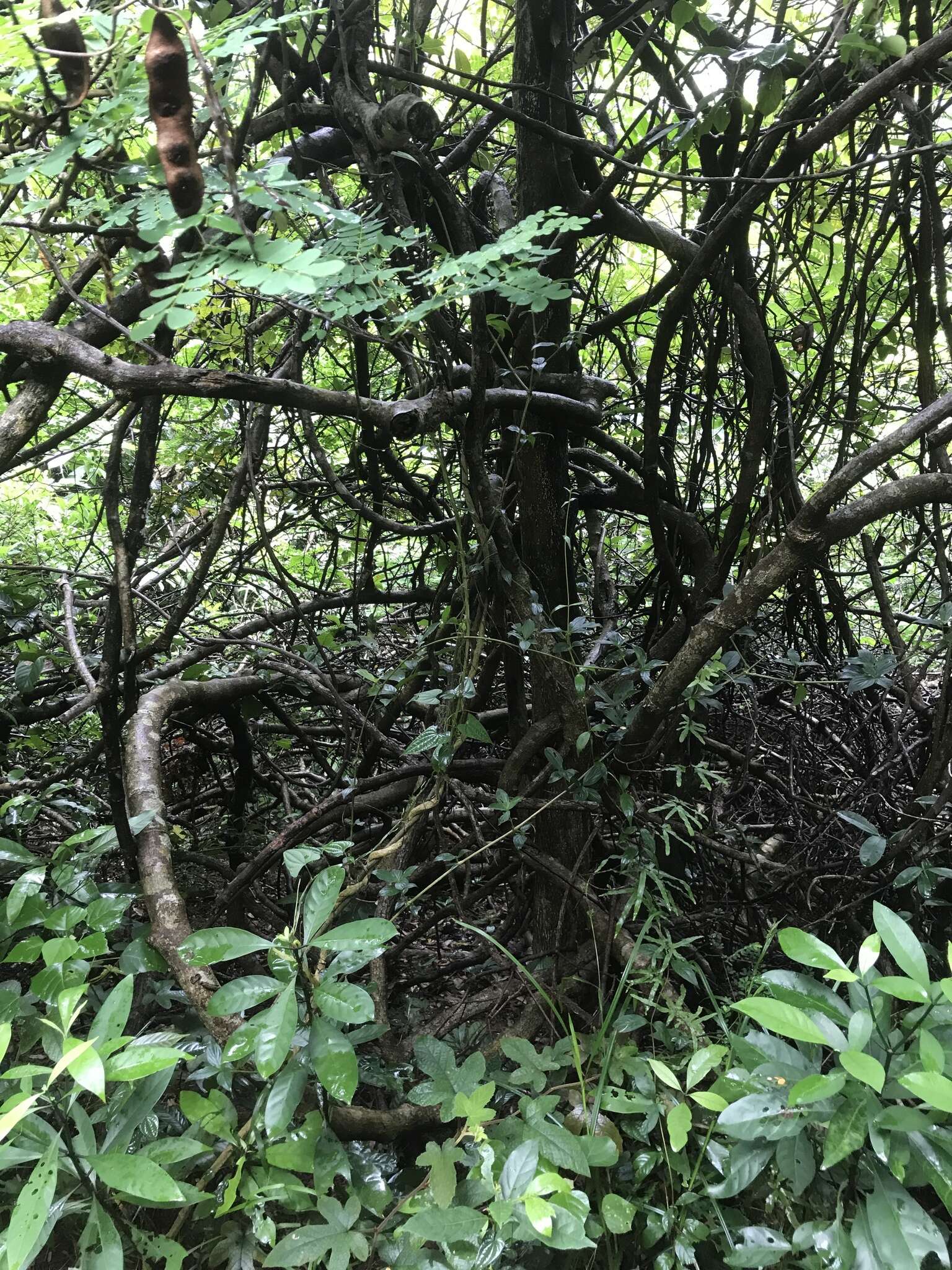 Image of Albizia corniculata (Lour.) Druce