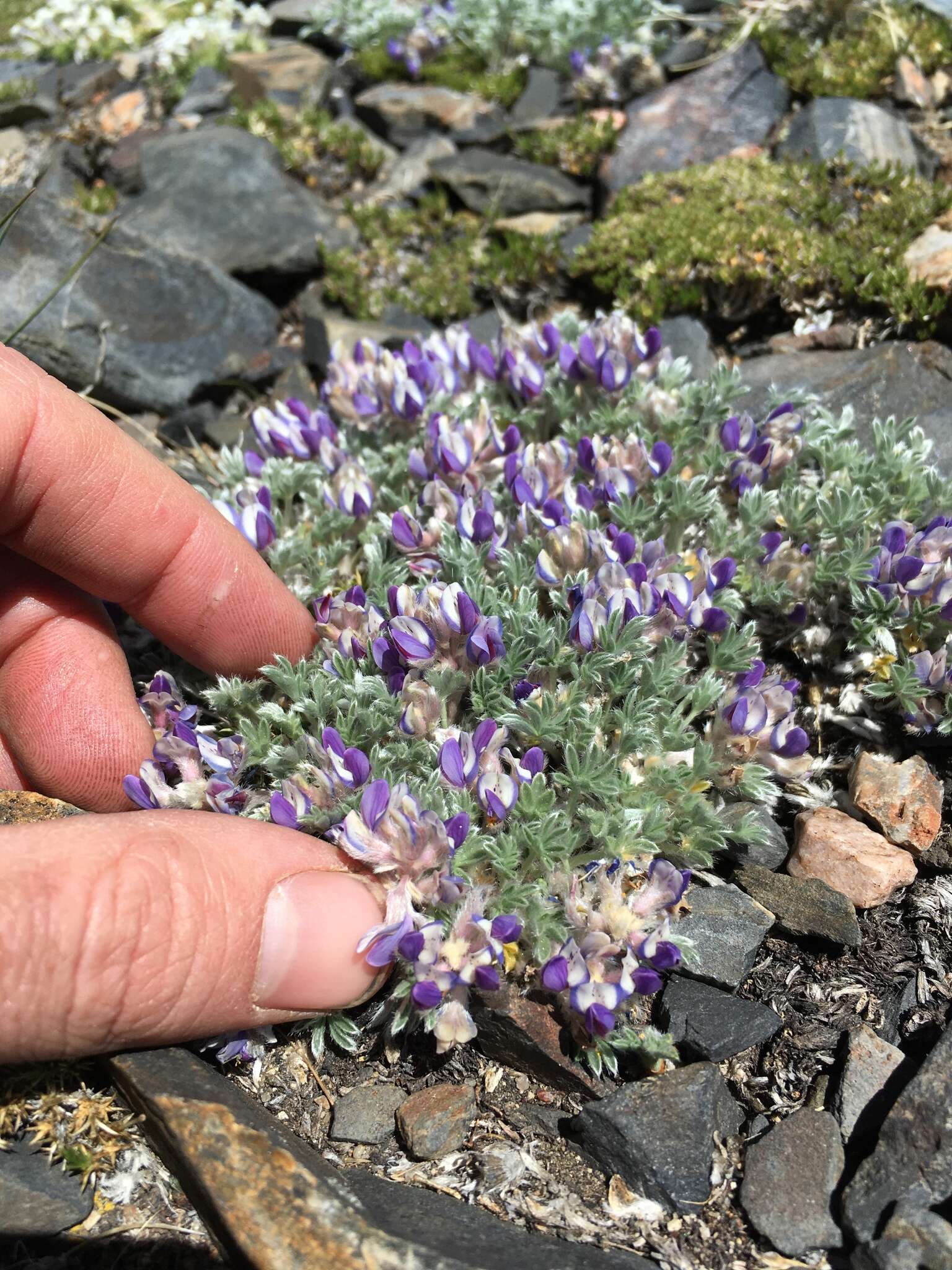 Image de Lupinus breweri var. bryoides C. P. Sm.